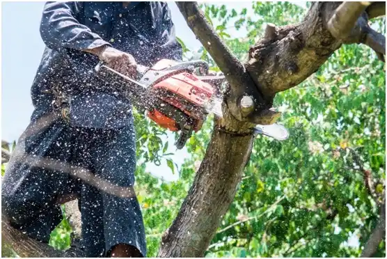 tree services Browns Point